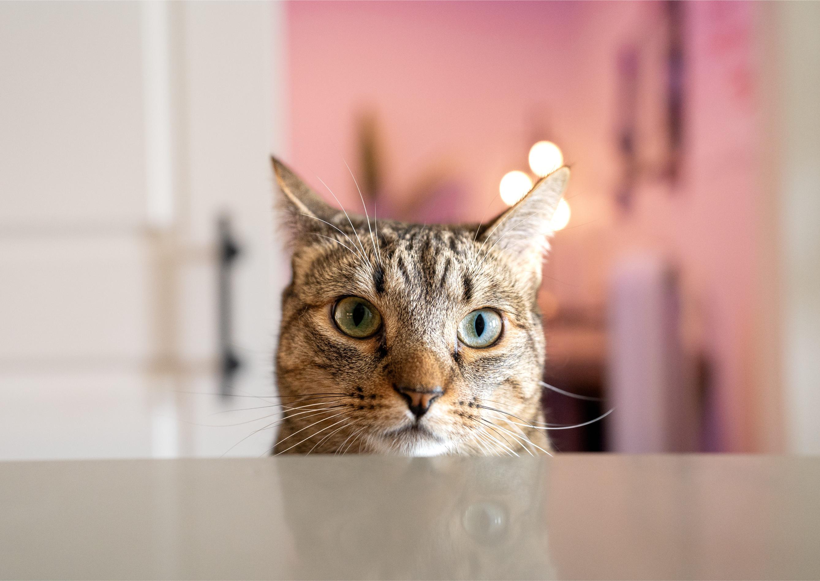 Close-up portrait of a tabby cat
