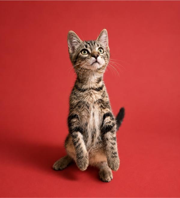 Cat photographed against a studio backdrop