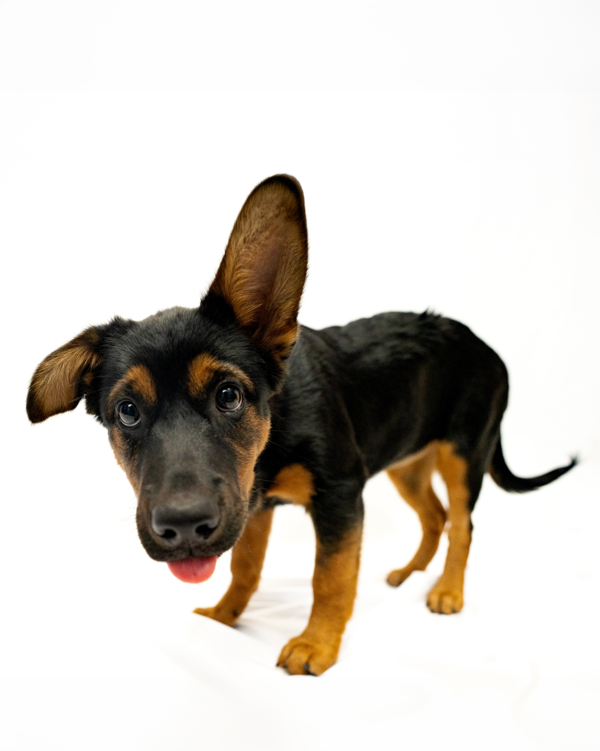 Close-up pet portrait with ears up photographed by Harley and Co. Pet Photography