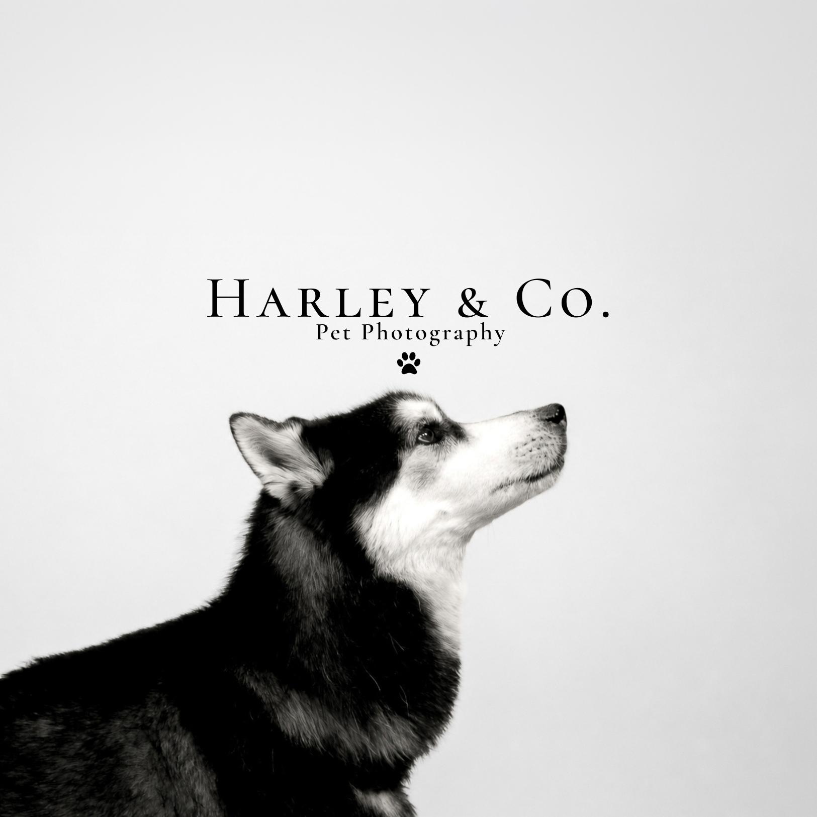 Harley the husky featured in a black-and-white Harley and Co. Pet Photography portrait