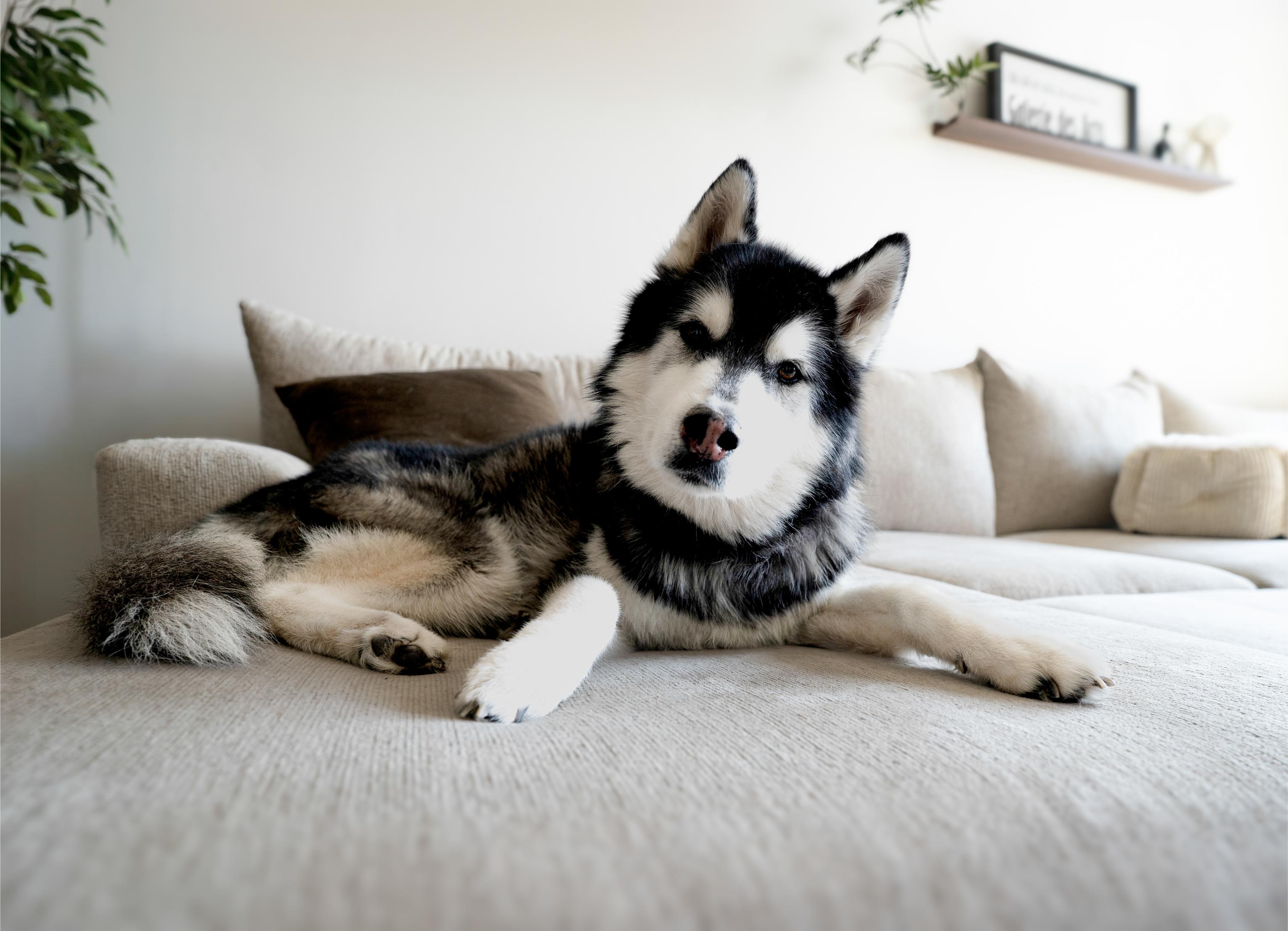 Harley relaxing at home