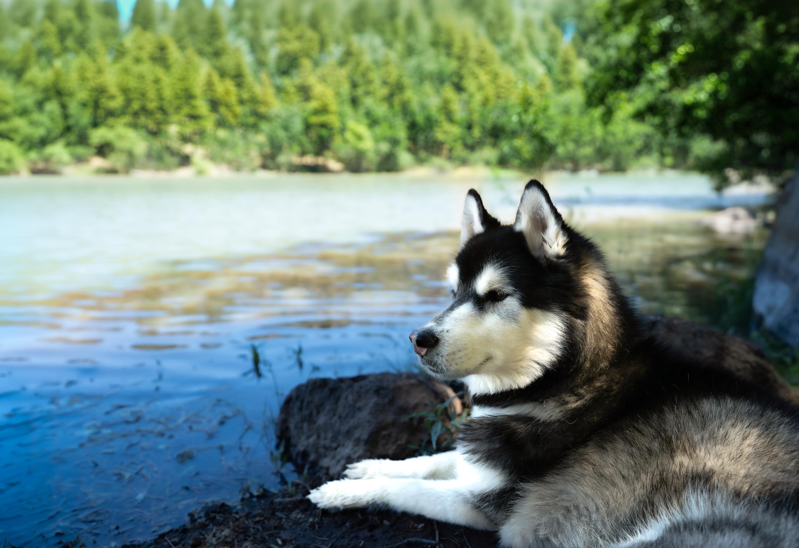 Harley resting beside a lake