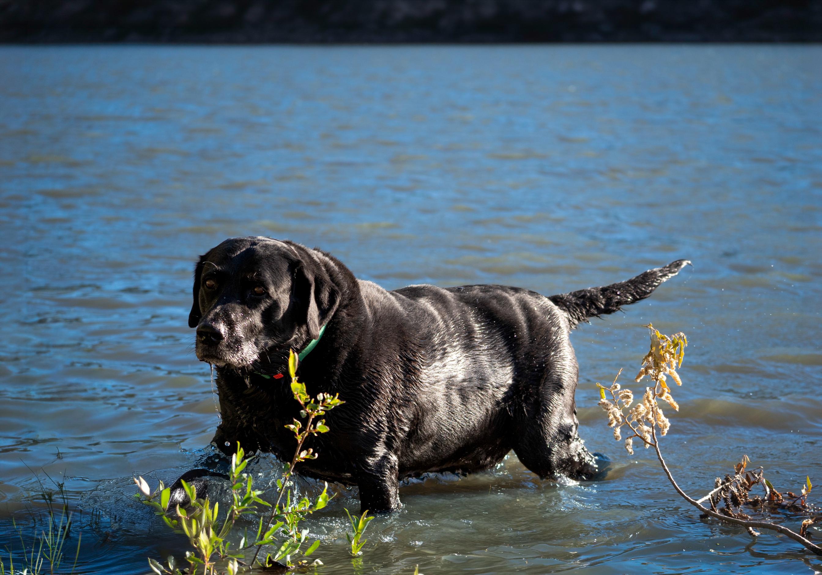 Black Labrador standing in lake water