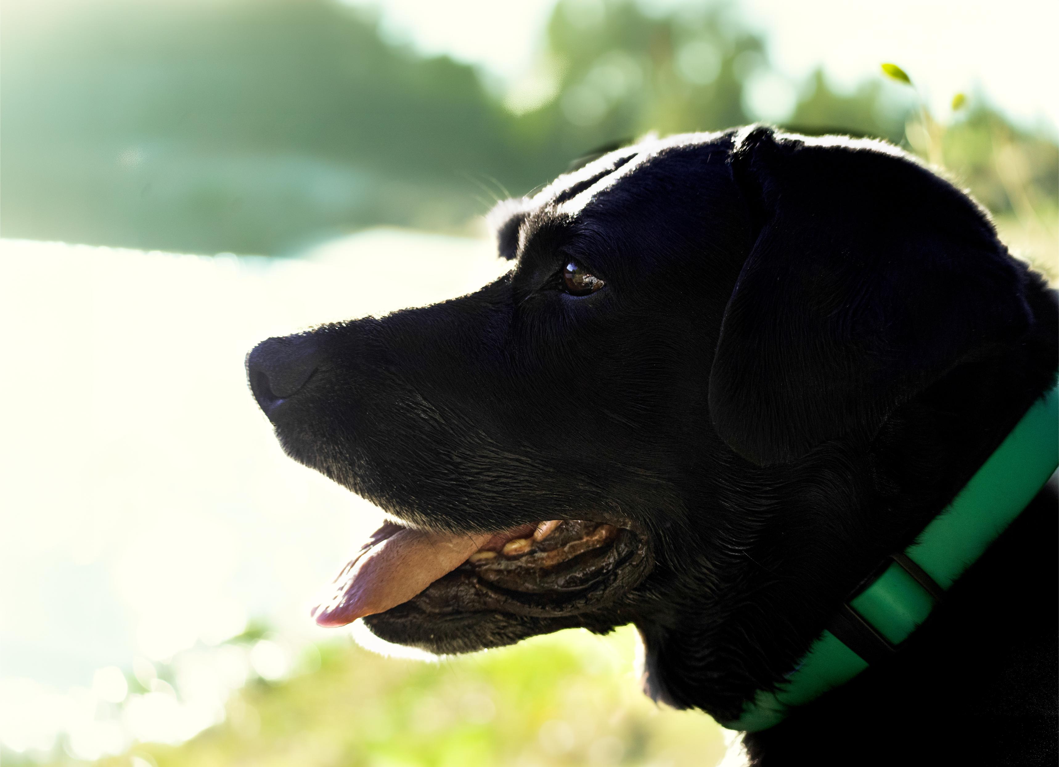 Close portrait of a black Labrador