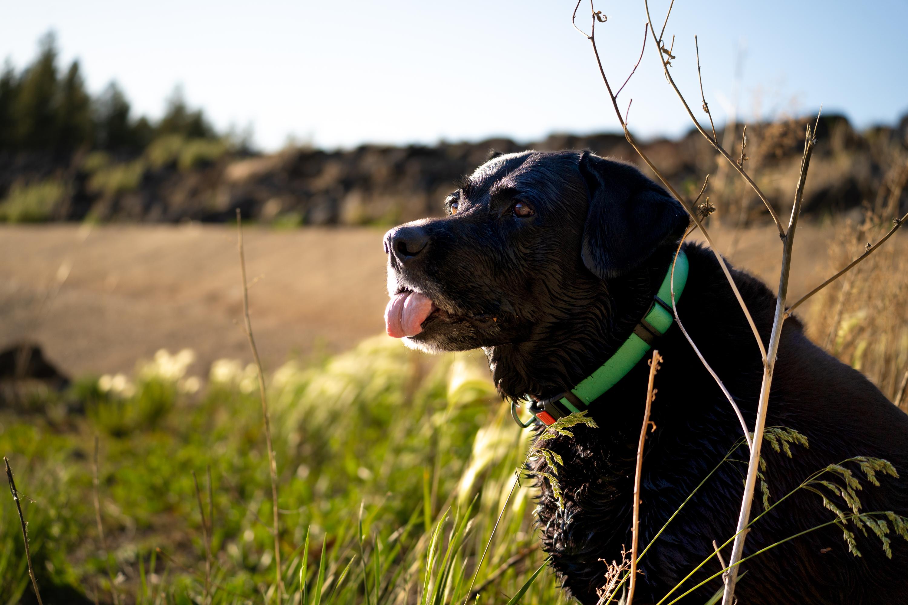 Outdoor pet portrait in Arizona