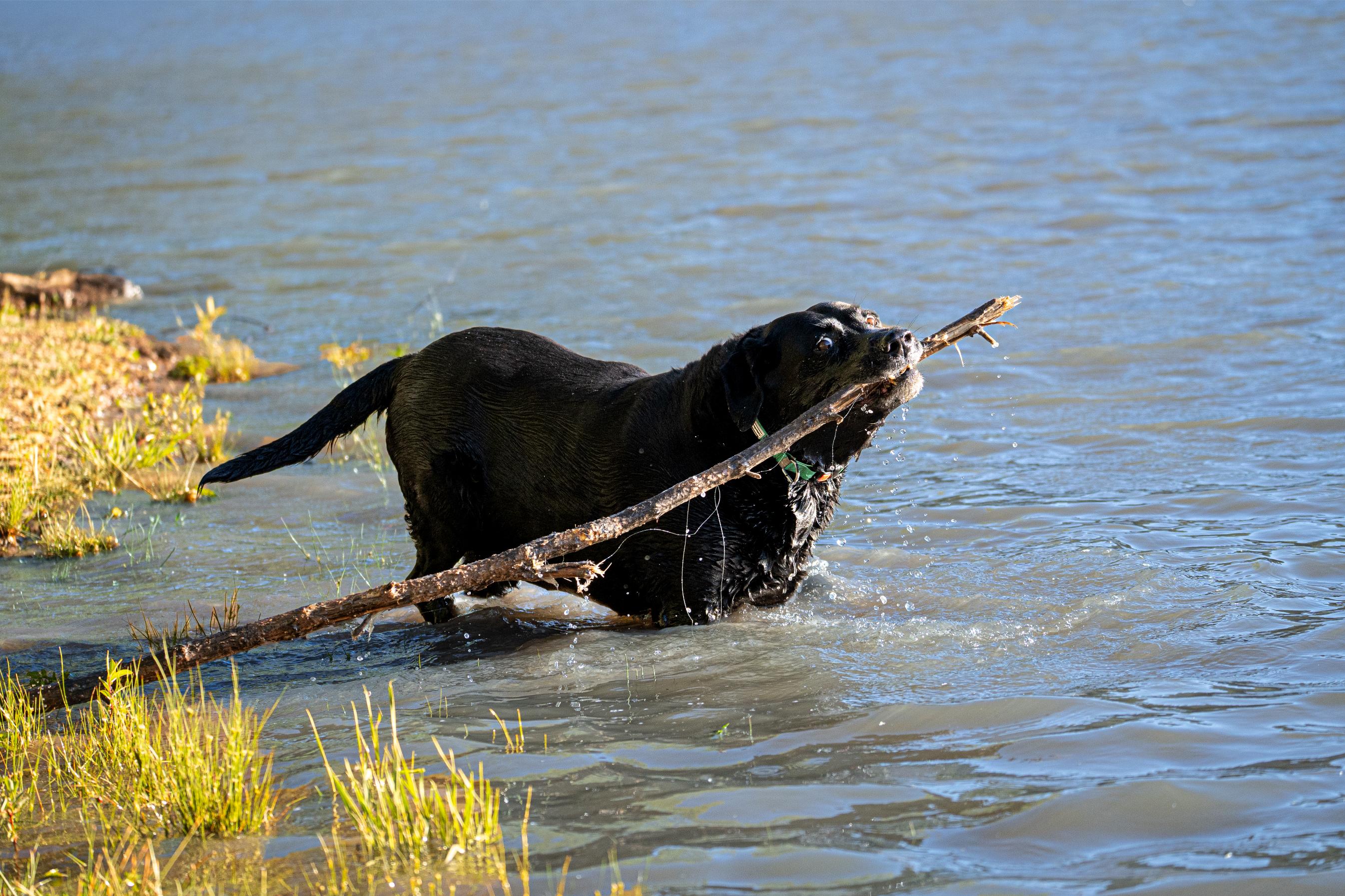 Black dog carrying a stick in the water