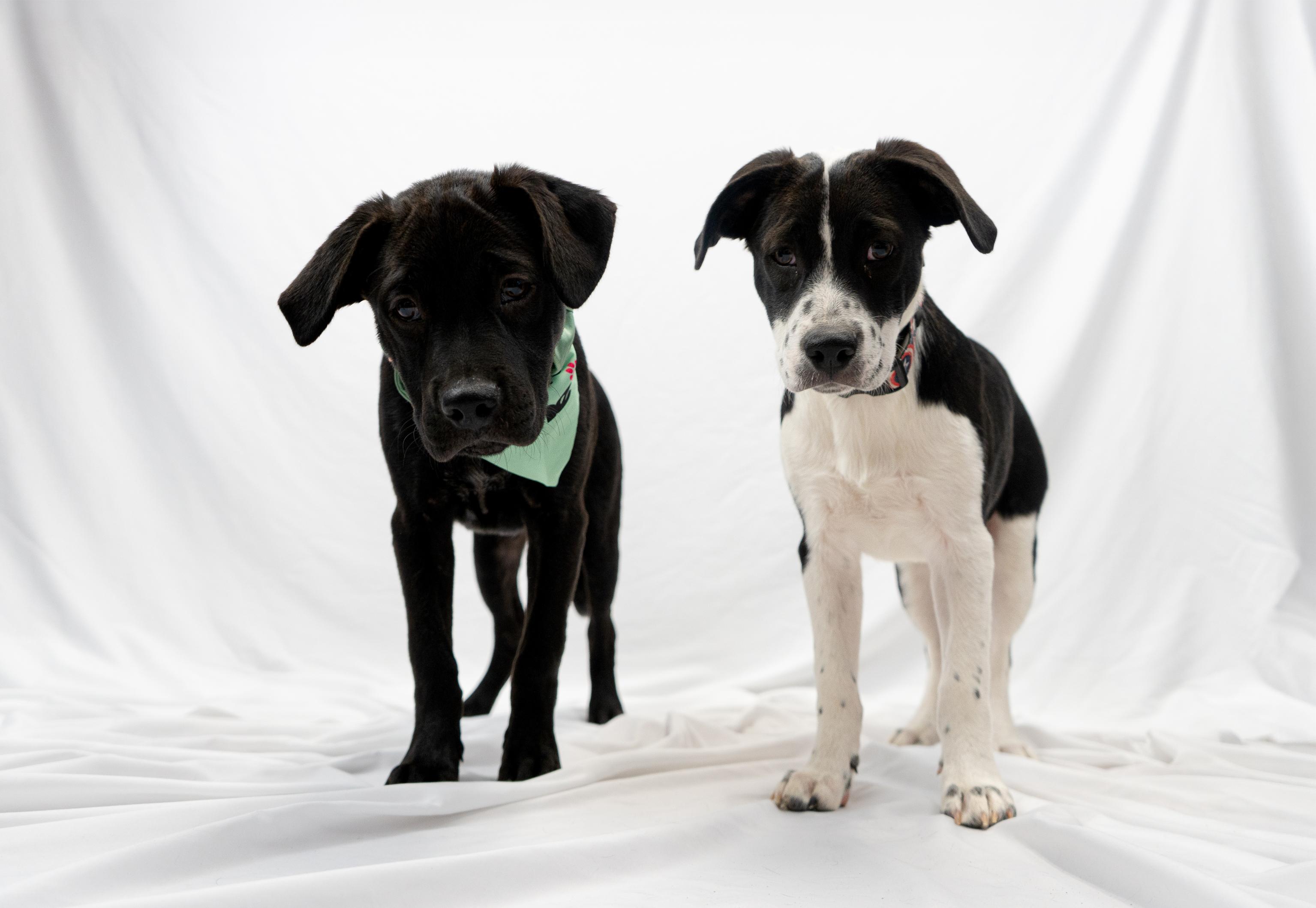 Two rescue puppies photographed together