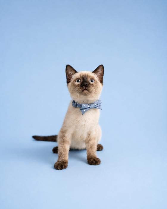 Kitten on a blue studio background